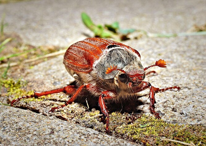 Эффективные методы борьбы с личинкой майского жука