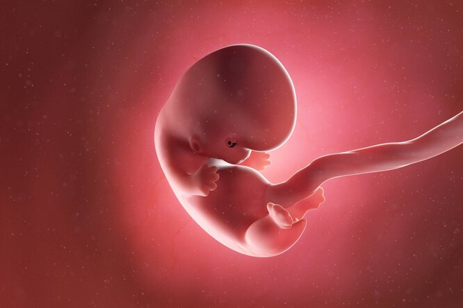 Фото УЗИ при беременности, фото плода при УЗИ во время беременности