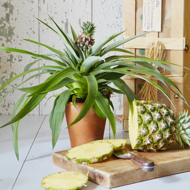 Как в домашних условиях посадить и вырастить ананас из зеленой верхушки?