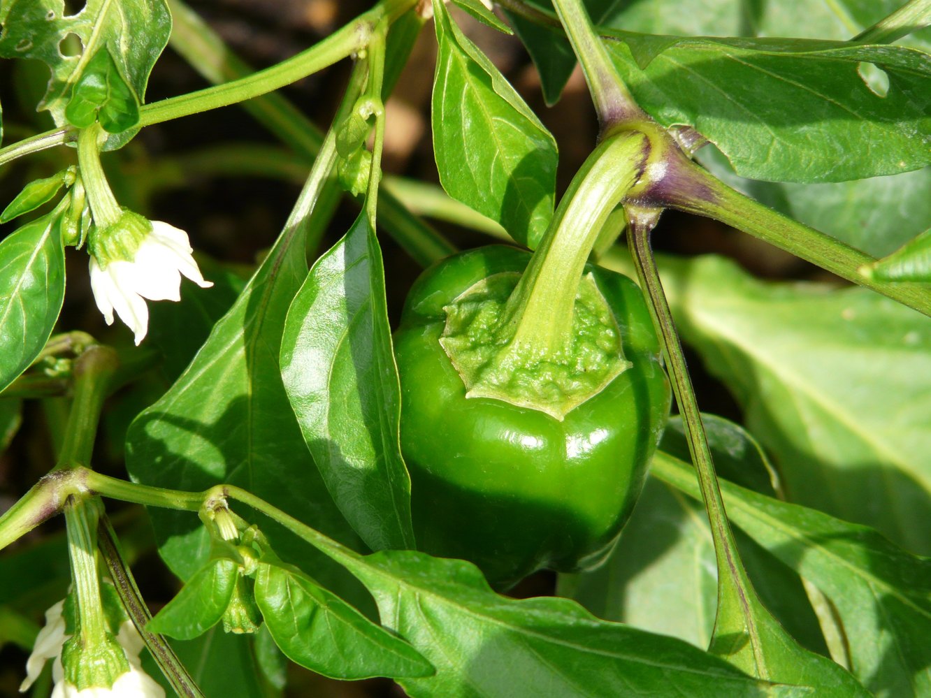 Capsicum annuum ...paprika