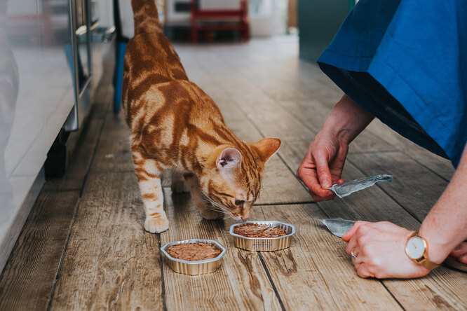 Почему кошка закапывает миску с едой или скребет лапой рядом с ней