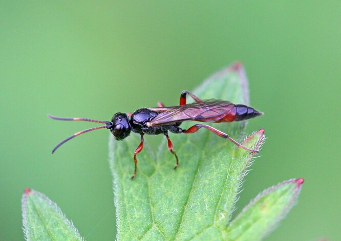 19 насекомых для защиты и здоровья сада — как их привлечь?