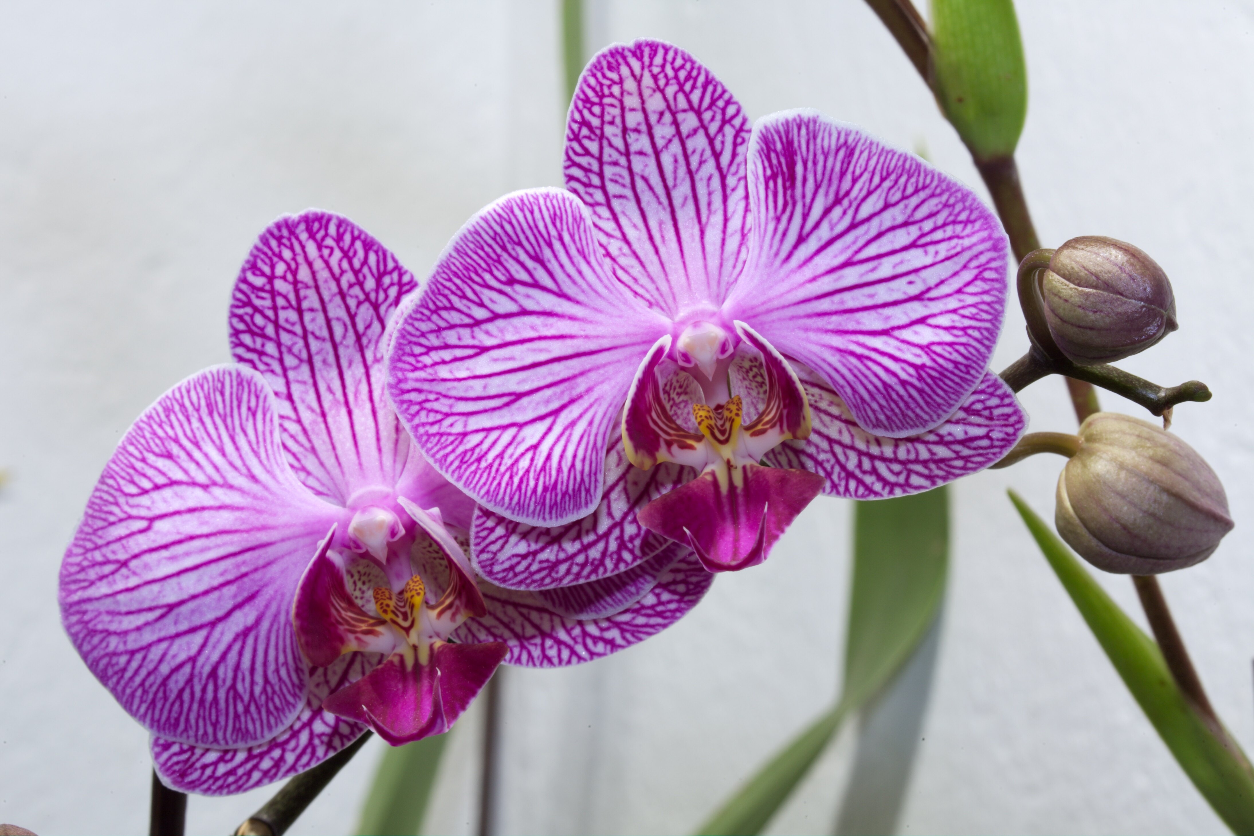 Орхидея Фаленопсис: уход в домашних условиях, пересадка и размножение