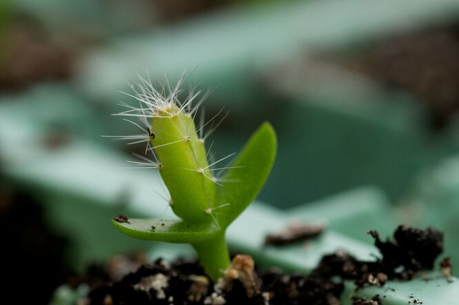 Как вырастить питахайю из семян, и чем она полезна