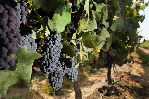 Почему сохнут кисти винограда и что делать