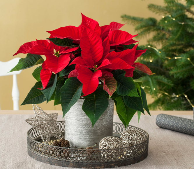 «Рождественская звезда» угасает: что делать, если пуансеттия болеет и сбрасывает листья в декабре?