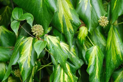 Плющ колхидский (Hedera colchica)