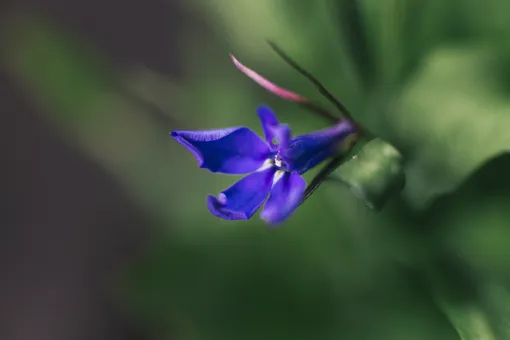 Лобелия (Lobelia)