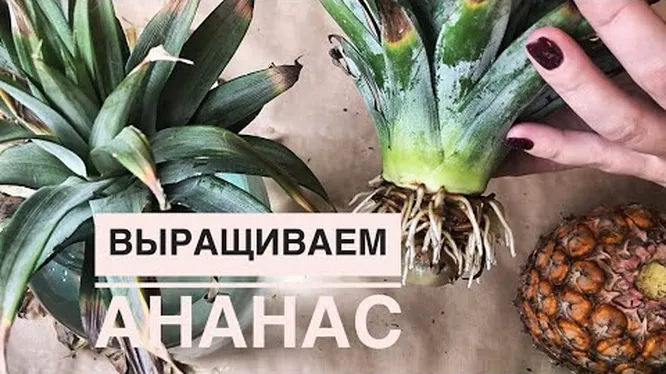 Нажми и смотри