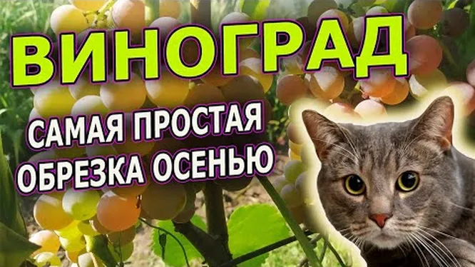 Нажми и смотри