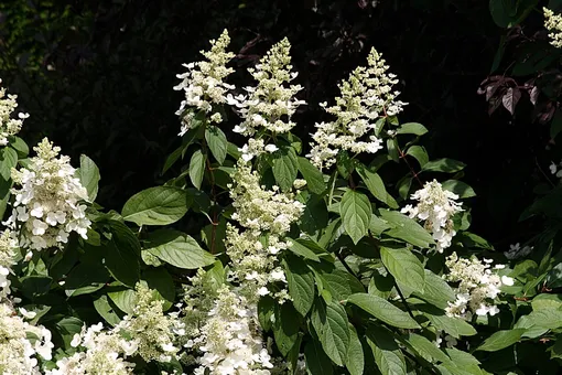 hydrangea paniculata