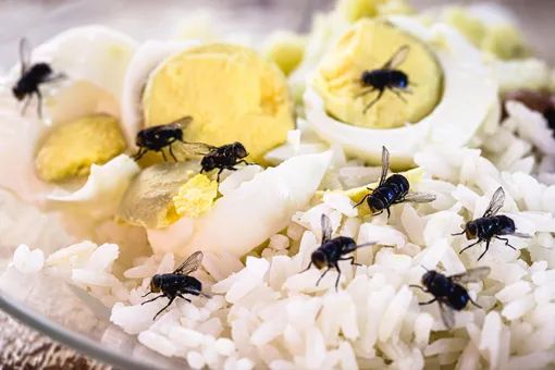 Мухи ползают по рису с яйцами