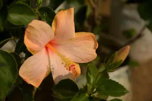 Персиковый цветок гибискуса Китайская роза
