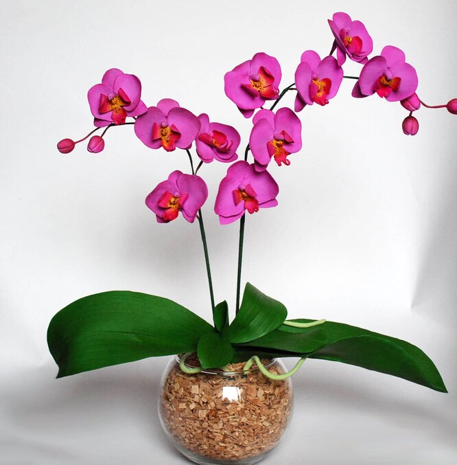 Пересадка орхидеи фаленопсис