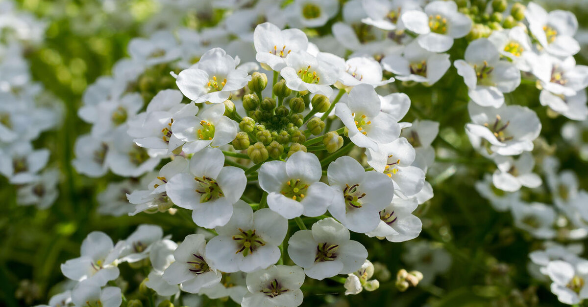 Алиссум Lobularia maritima