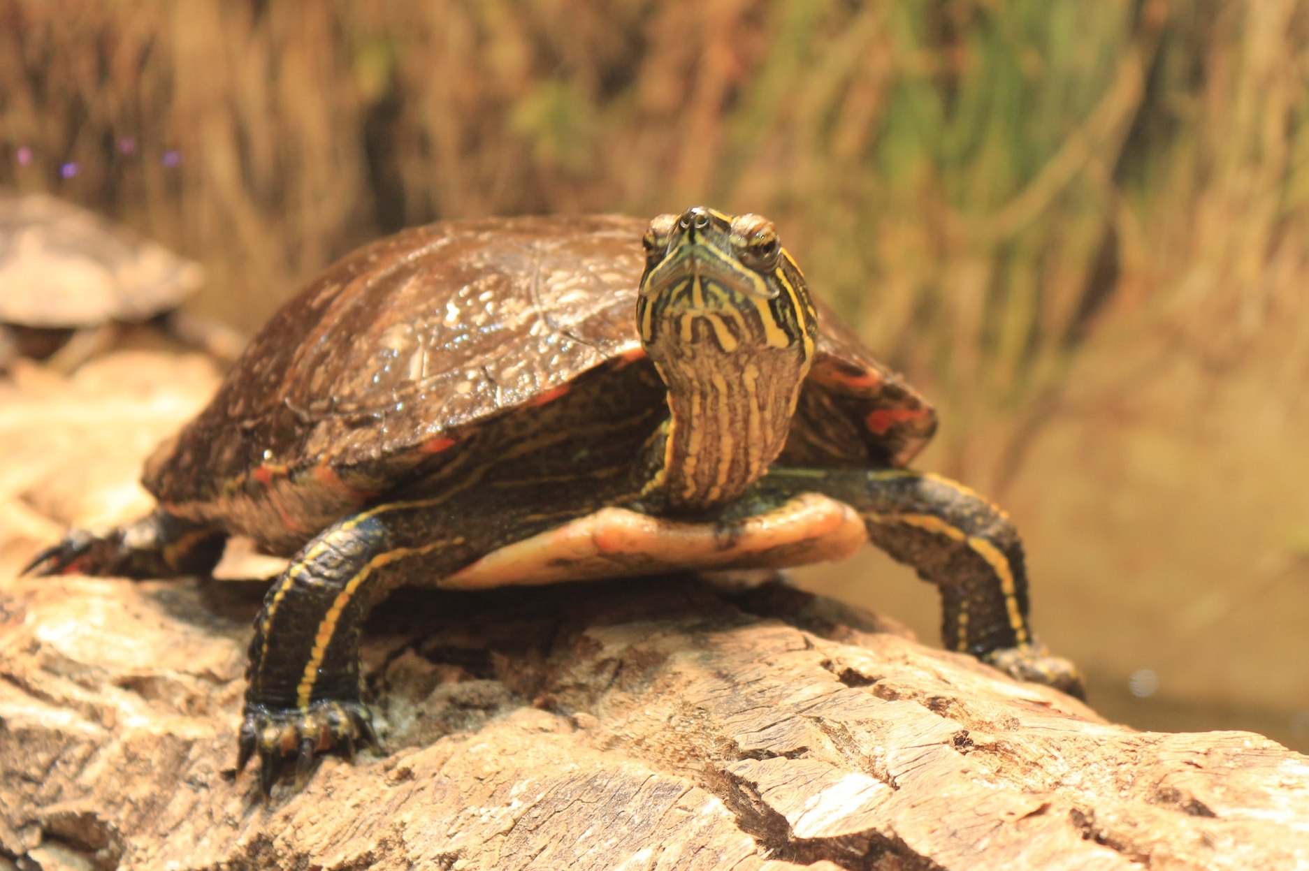Среднеазиатская черепаха (лат. Agrionemys horsfieldi) | MasterZoo