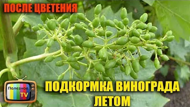 Нажми и смотри