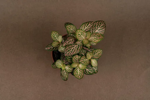 Фиттония Вершафелта (Fittonia verschaffeltii) в горшке фото сверху