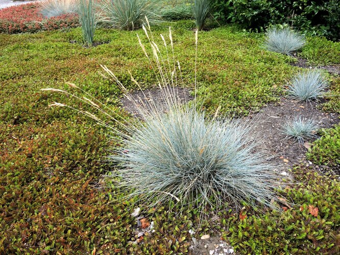Какие декоративные злаки и травы используют в ландшафтном дизайне