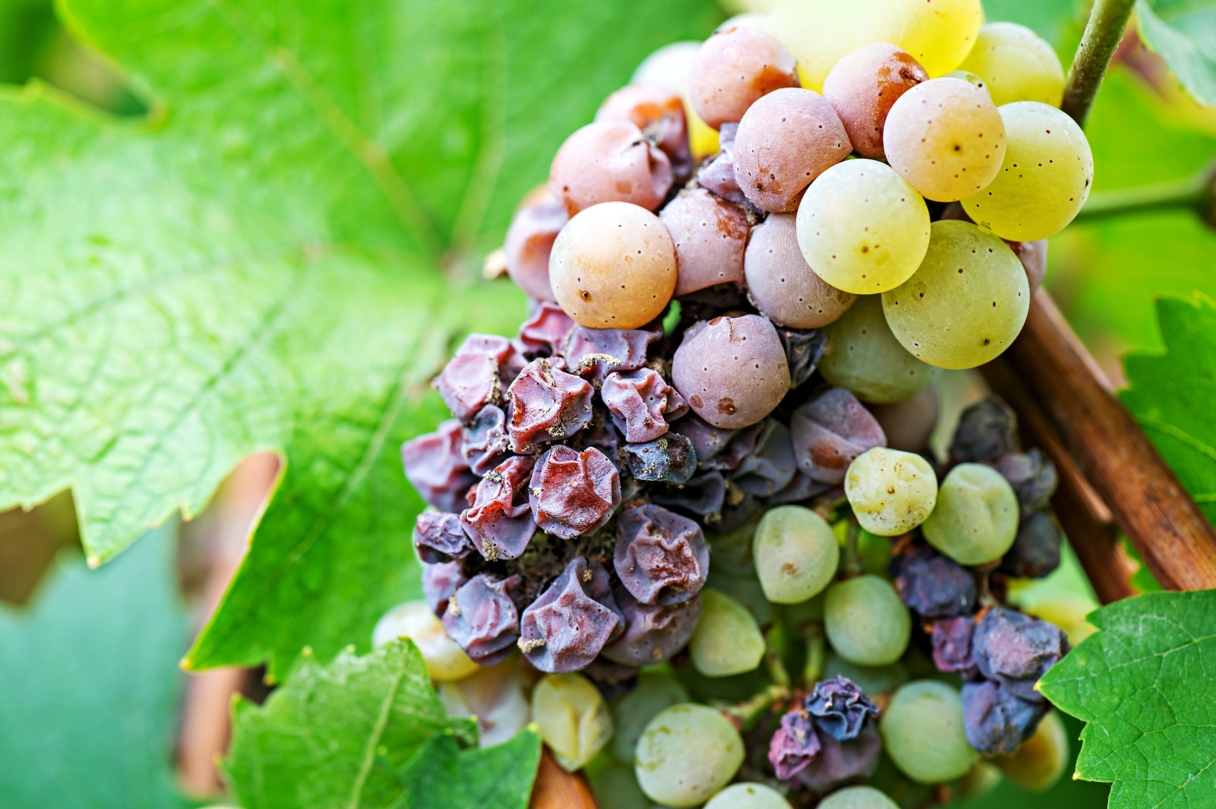 6 причин, по которым сохнет виноград