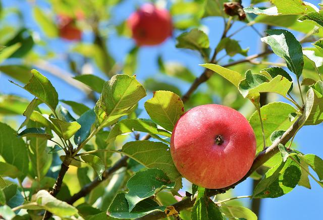 Почему яблоня может не цвести и не плодоносить по несколько лет