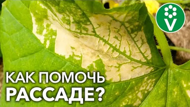 Нажми и смотри