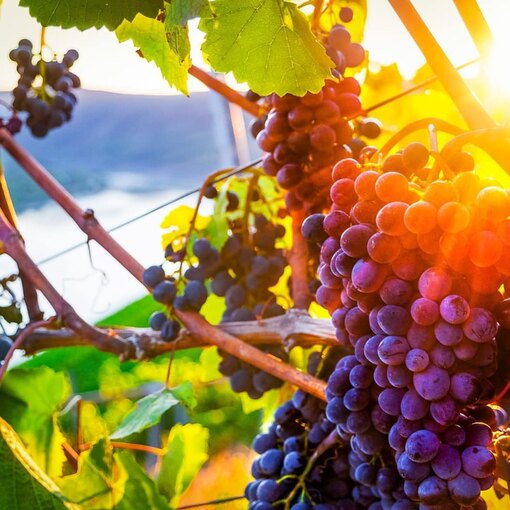 Сохнут листья винограда: что делать, чем лечить, какая болезнь может быть