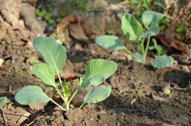 Капуста брокколи: как вырастить хороший урожай