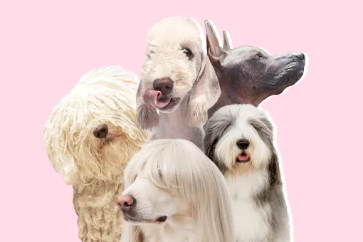 Топ-5 собак с необычной внешностью: шерсть из шнурков и профиль с древних фресок