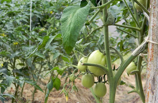 Обрезка нижней части томатных кустов