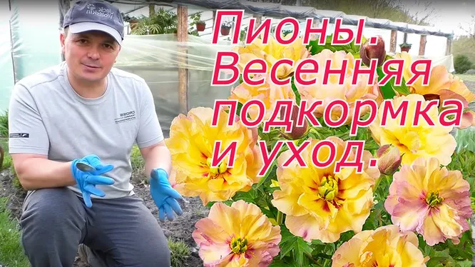 Нажми и смотри