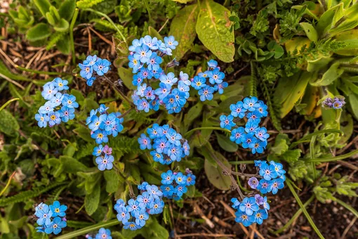 Незабудка альпийская (Myosotis alpestris)