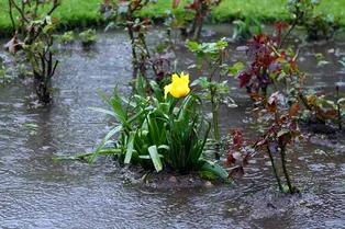 Как их спасти: 5 садовых цветов, которым больше страшна вода, а не мороз