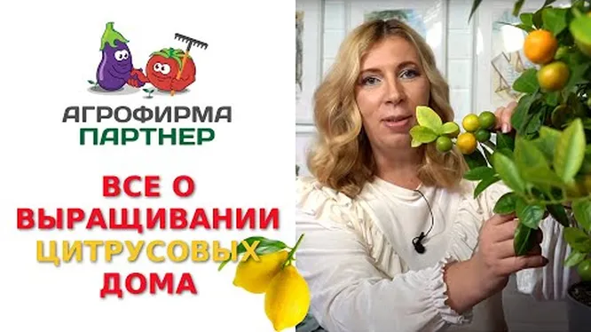 Нажми и смотри