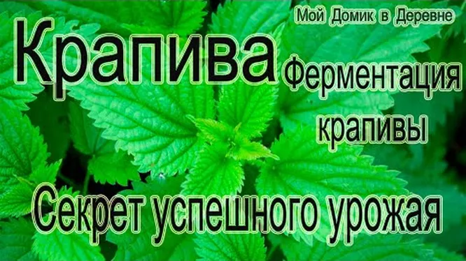 Нажми и смотри