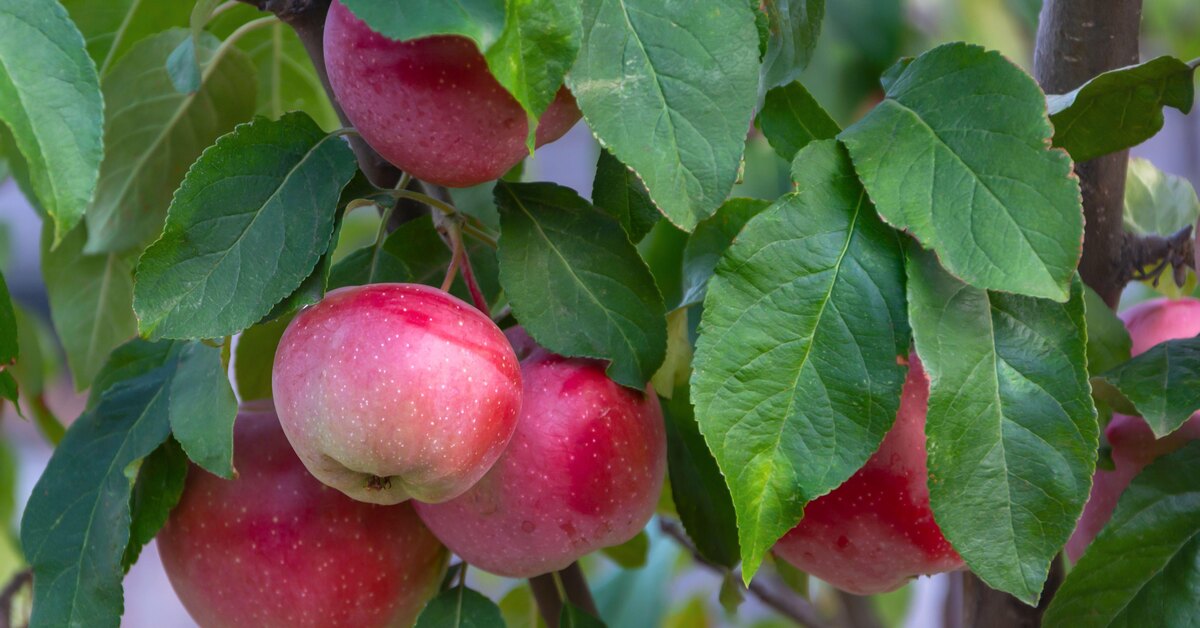 Стоит ли сажать яблоню Подарок садоводам, плюсы и минусы сорта