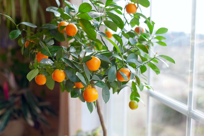 Как правильно вырастить мандариновое дерево в домашних условиях