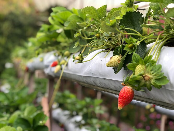 Как правильно сделать вертикальную грядку своими руками для клубники: выращивание на даче и балконе
