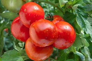 Как обрабатывать помидоры борной кислотой: действенный метод увеличит плодоношение томатов