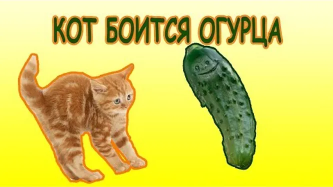 Нажми и смотри