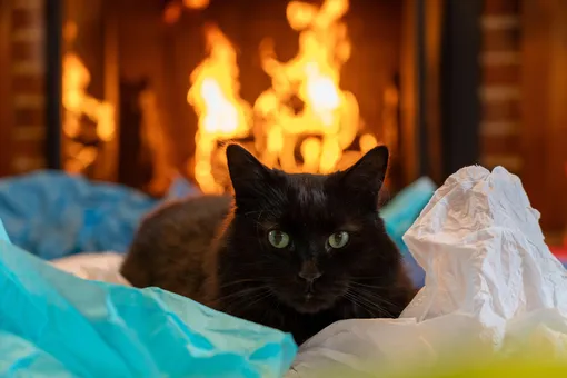Кошка на диване, сзади огонь