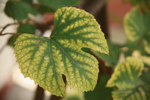 Болезни винограда: описание и лечение (с фото)