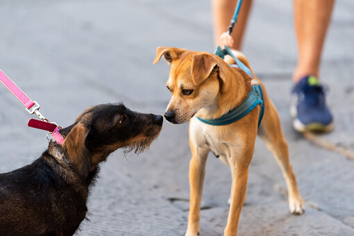 Как социализировать взрослую собаку или щенка? | Зоозабота