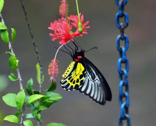 Бабочка на цветке гибискуса шизопеталус