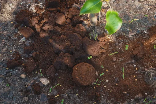 Брикеты высушенного кофейного жмыха на почве под растением