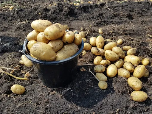 Опилки для огорода: польза, вред, как эффективно использовать