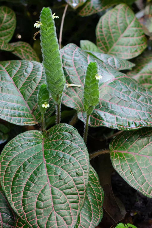 Fittonia gigantea листья фиттонии крупной