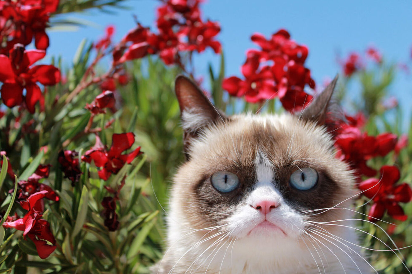 Недовольный кот с цветами