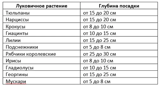 Глубина посадки популярных луковичных цветов