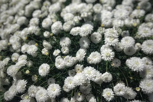 Цветы и кустарники белого цвета: как сделать в саду ослепительно красиво